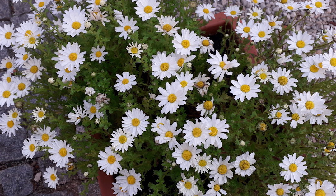 As monjas que vão encher de flores o seu novo mosteiro