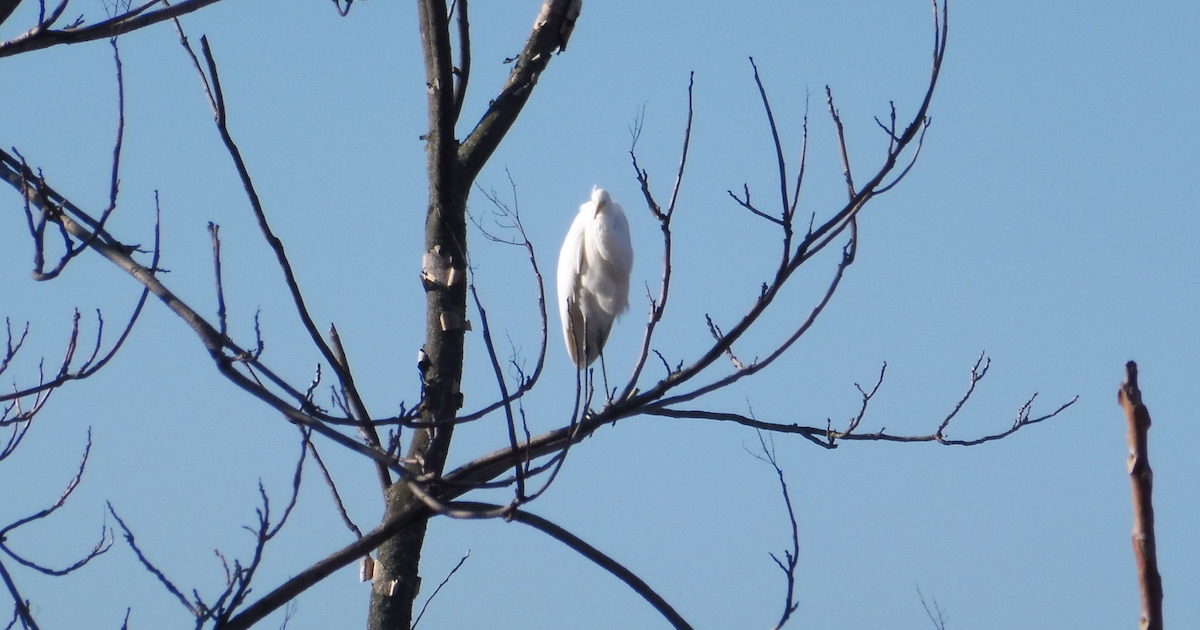 Foto Wikimedia Commons:Lalupa-Airone_bianco1