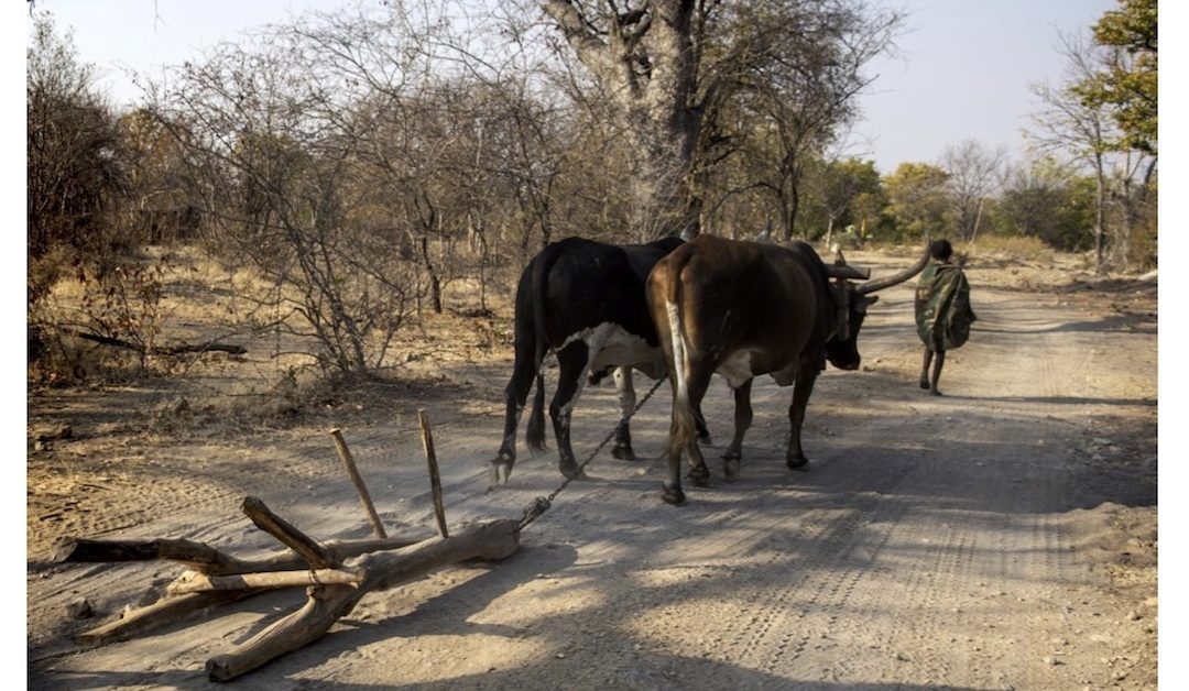 Pecuária comercial em Angola leva fome a dezenas de milhares de pessoas, denuncia Amnistia