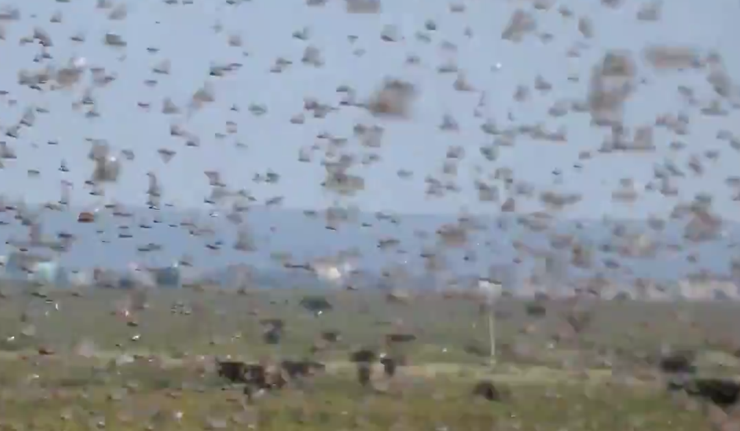 Igrejas pedem ajuda para combater praga gigantesca de gafanhotos que ameaça de fome a África Oriental