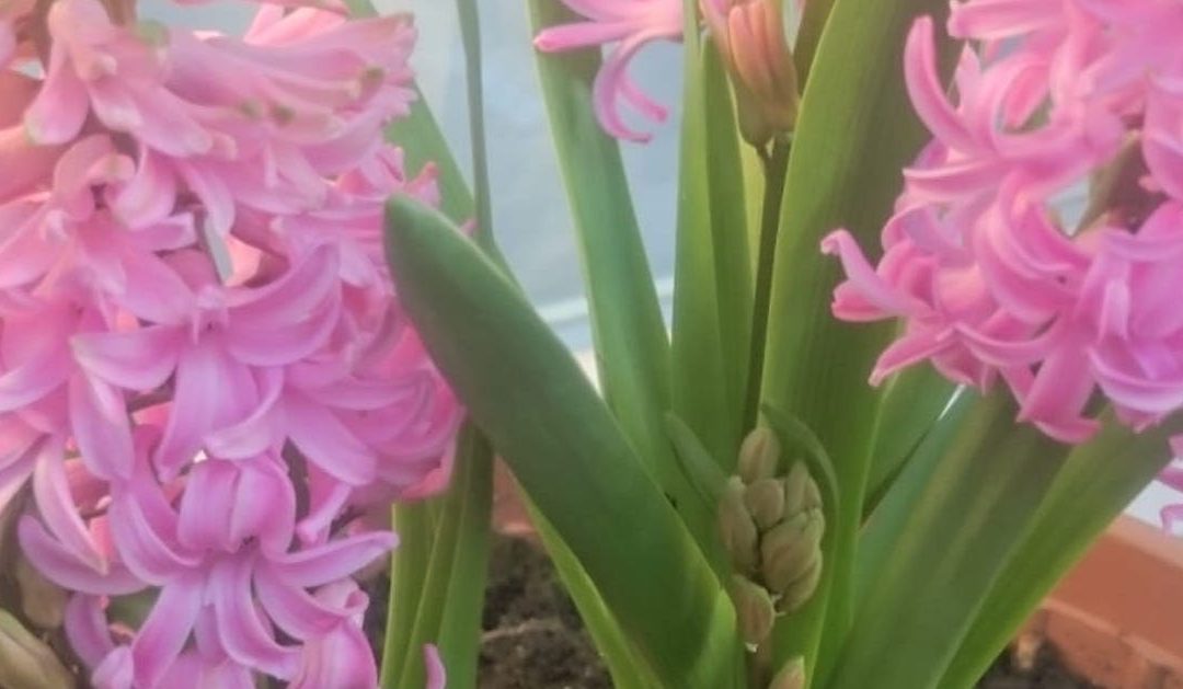 Diários de quarentena (2): Jacintos e narcisos que brotam, a comunidade, e o tempo ganho