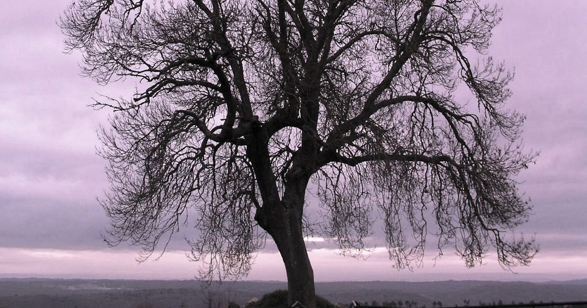 Árvore. Almeida, 2003