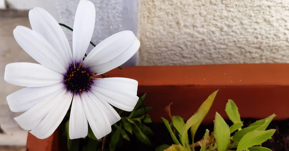 Flor. Flor