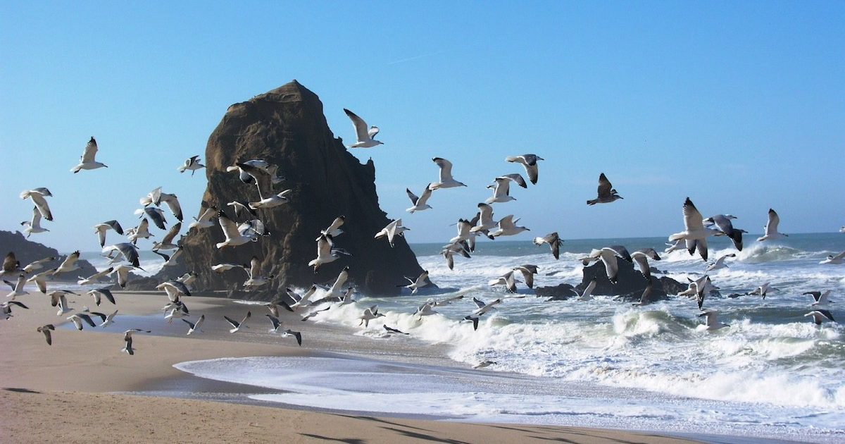 A beleza do que podemos fazer juntos. Aves. Praia. Pedra.