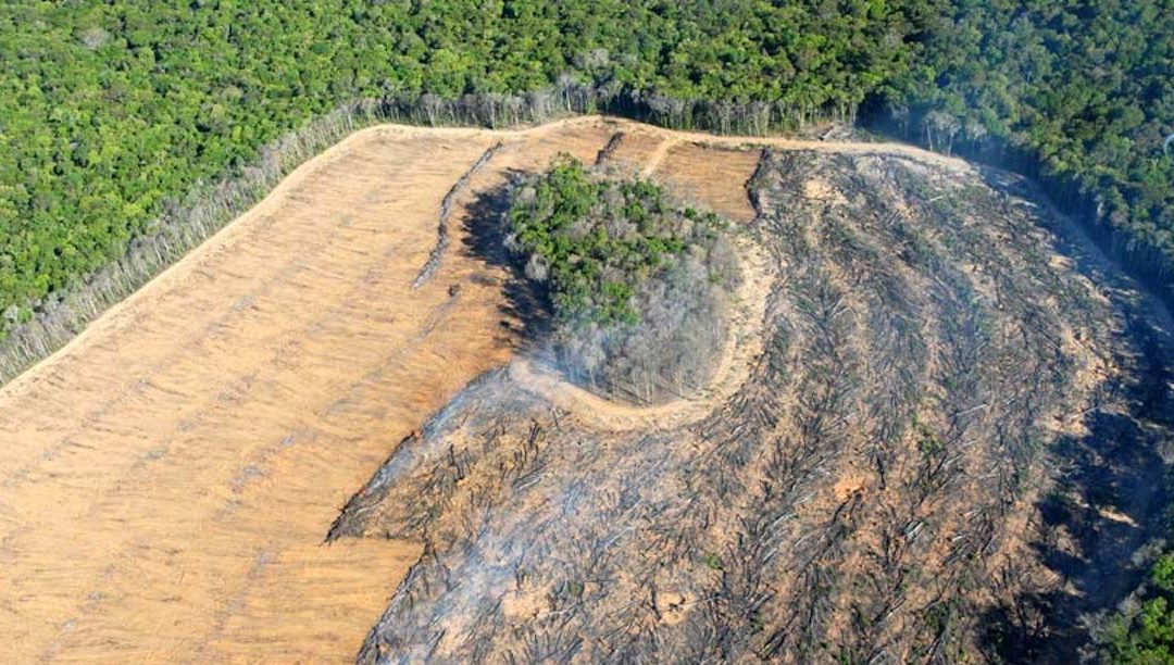 Desflorestação da Amazónia bate recordes durante confinamento