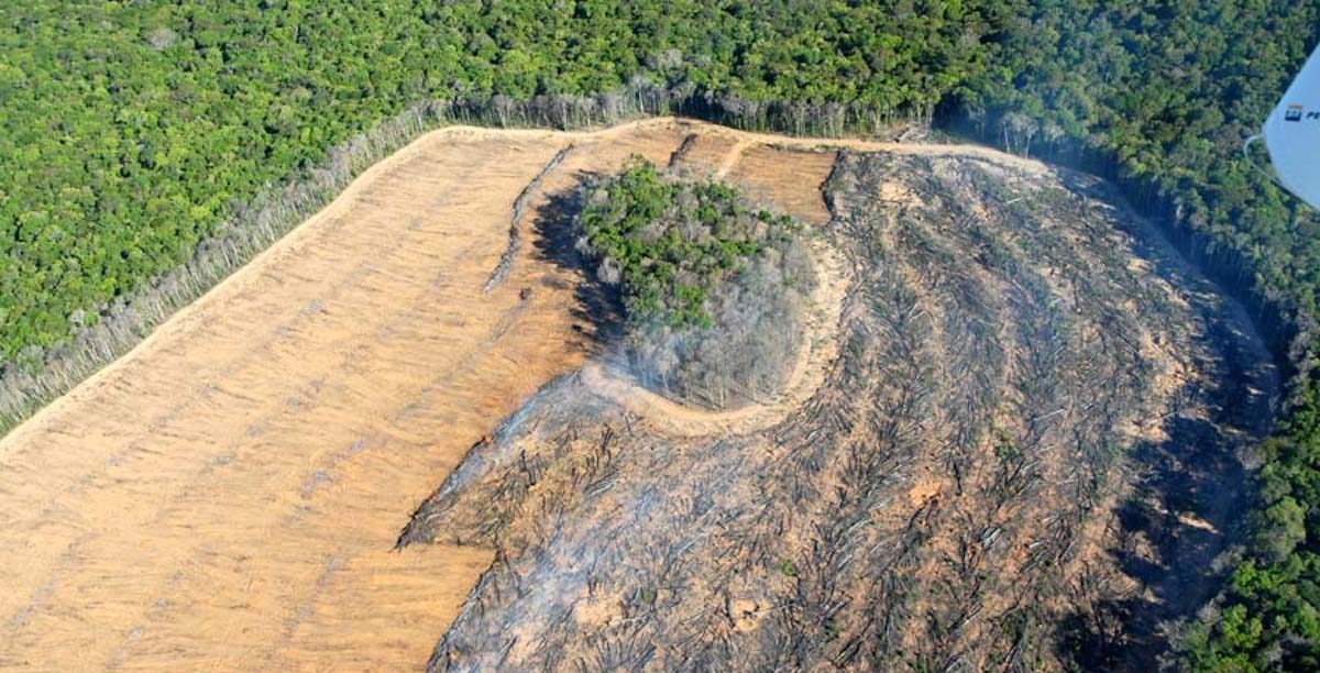 Desmatamento Amazónia.900km a sudeste de Manaus-2 - cópia