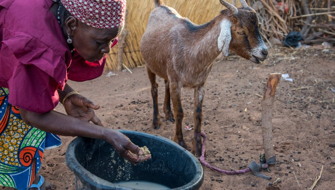 Burkina Faso: “Crise esquecida” coloca 2,2 milhões de pessoas em risco de morrer à fome