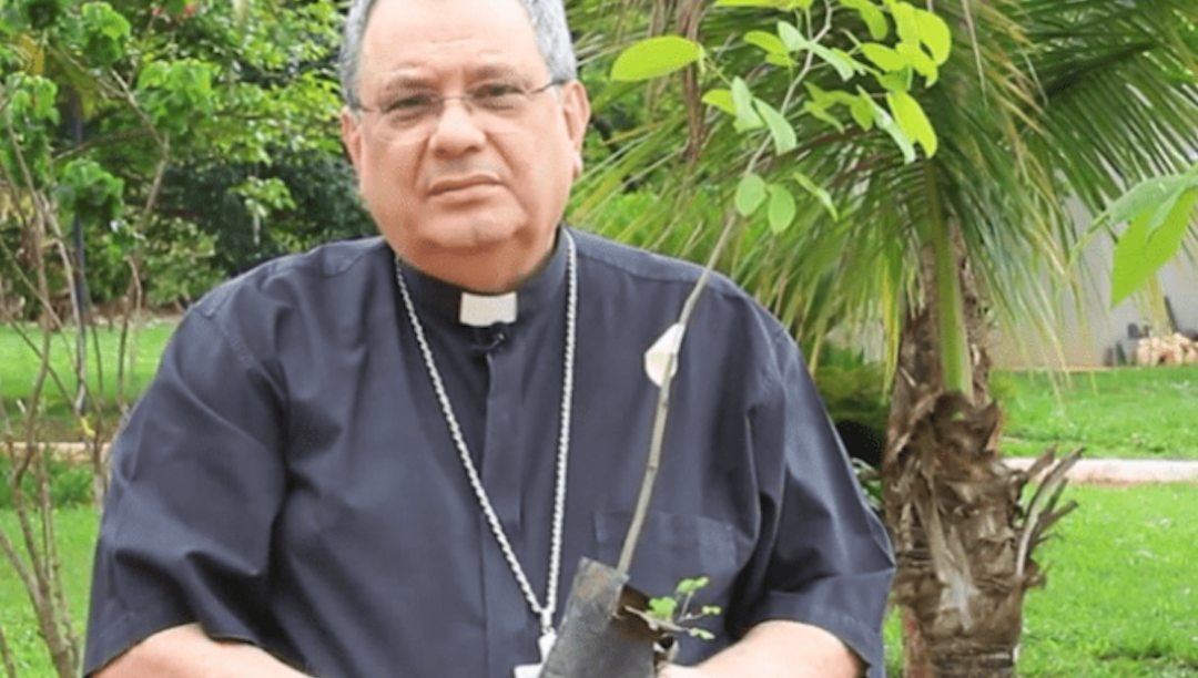 Bispos do Brasil sugerem plantar uma árvore como forma de rezar pelos mortos e cuidar da casa comum