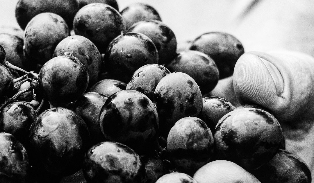 a vinha não serve para fazer vinho?