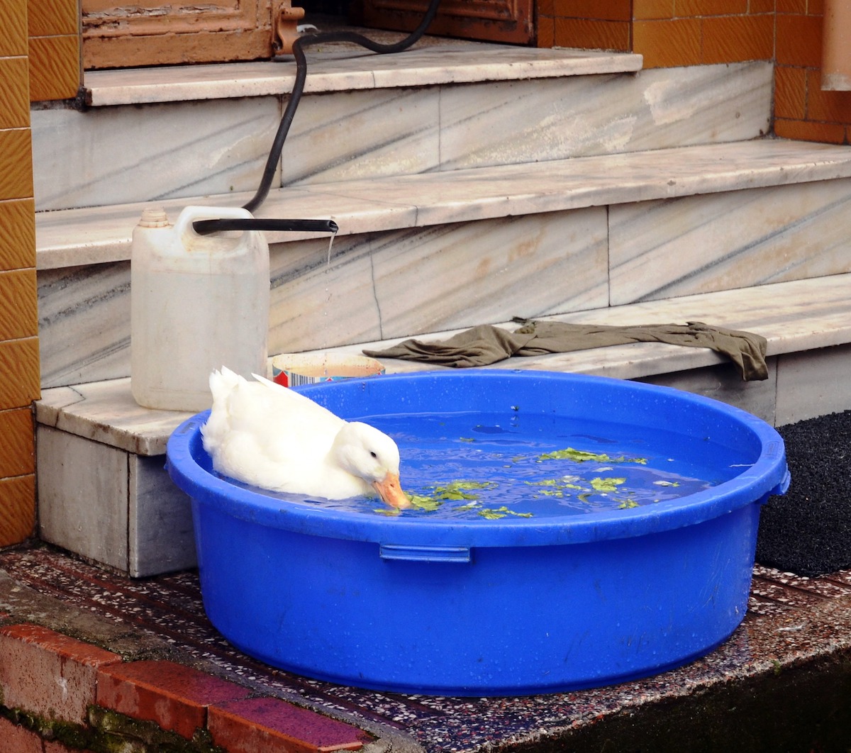 Istambul, Pato, Água, Animal, Margarida Paulino