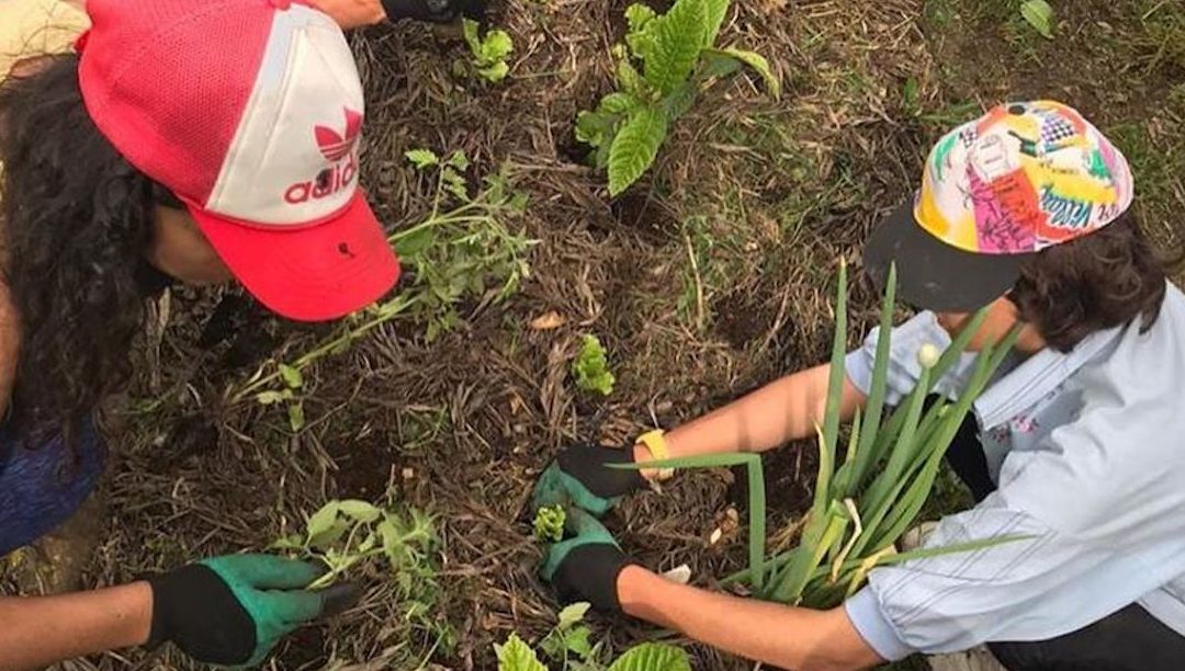 Campolide: campo, horta e floresta em plena cidade