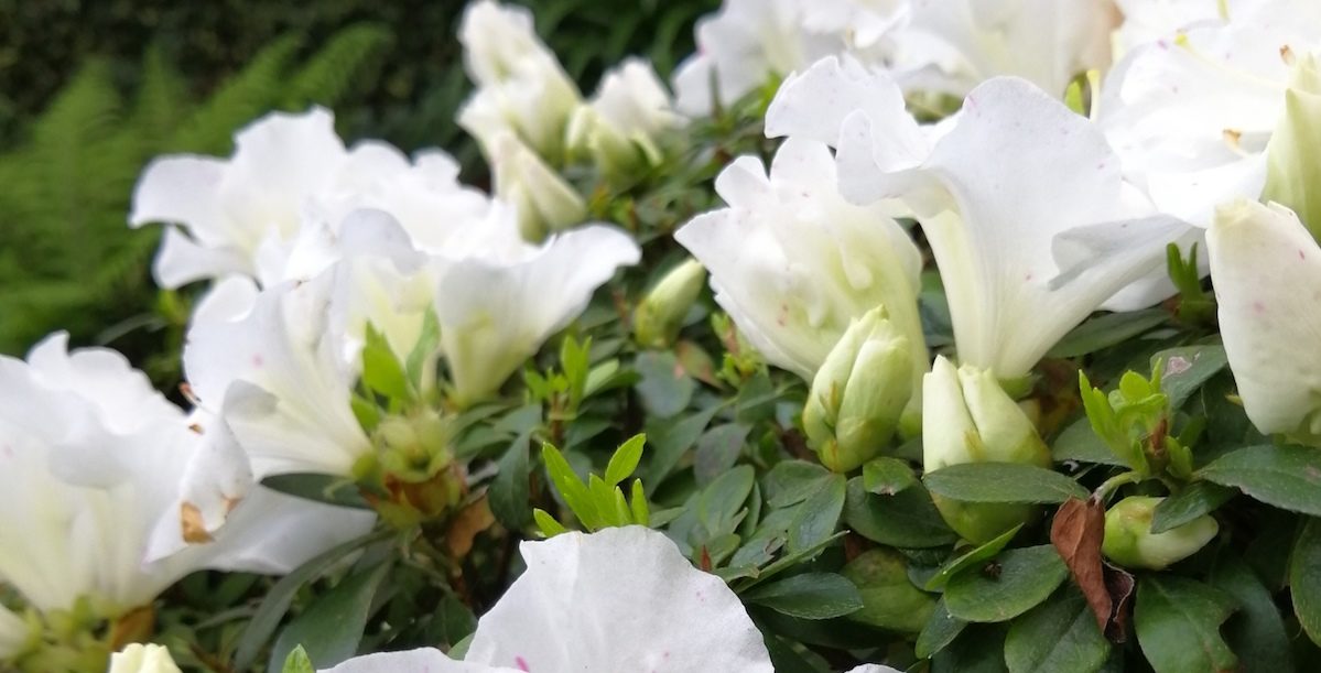 azáleas, flores, natureza