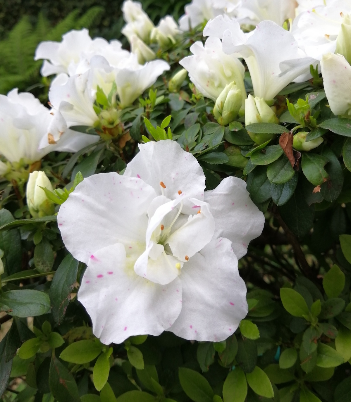 azáleas, flores, natureza
