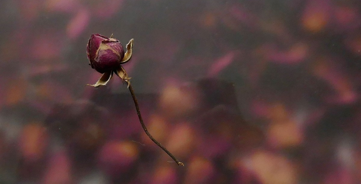 Flor seca luto morte © Miguel Veiga Flor seca luto morte © Miguel Veiga