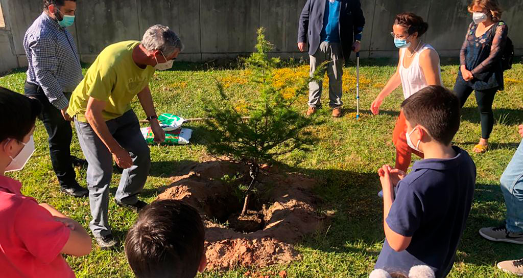 Dia do Ambiente assinalado com plantação de cedro do Líbano