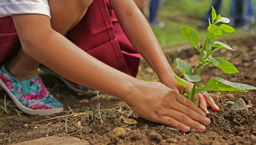 Católicos plantam um milhão de árvores no espírito da Laudato Si’