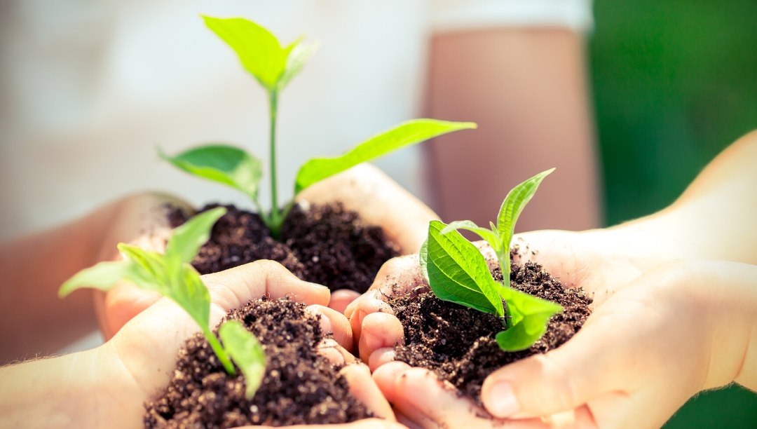Vaticano lança curso de Ecologia Integral online e em inglês