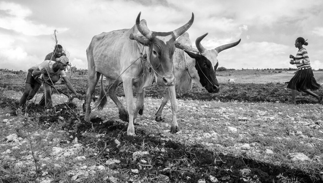 Seca deixa um milhão à fome em Madagáscar