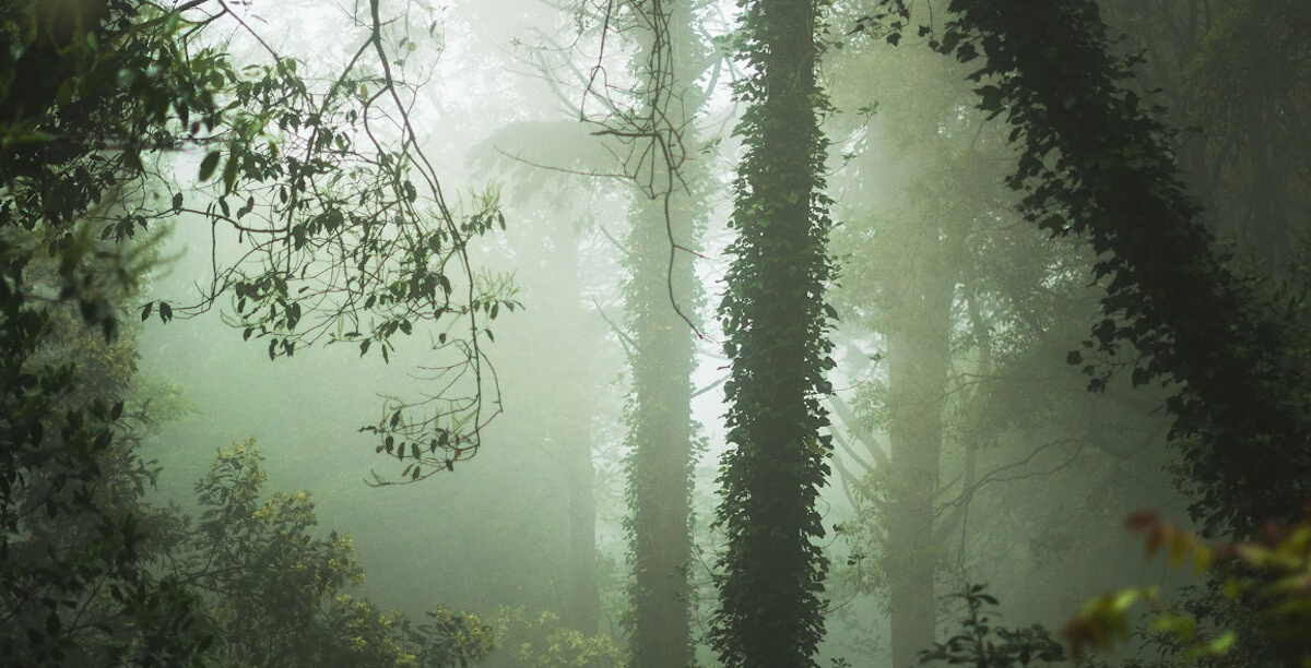 sintra floresta exposicao lugares encantados dr