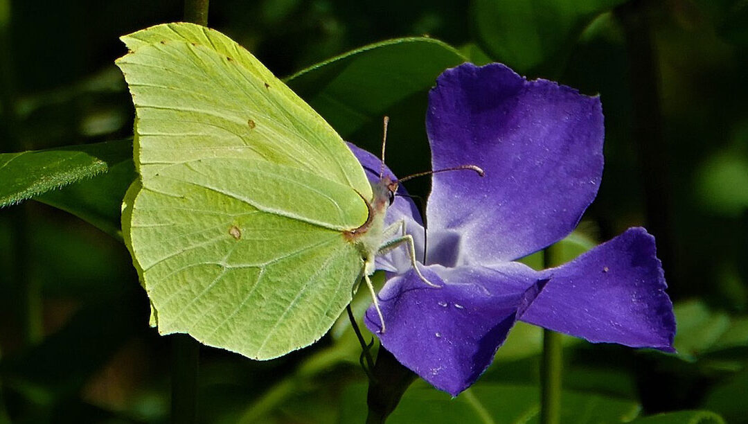 Abrir da flor da paixão