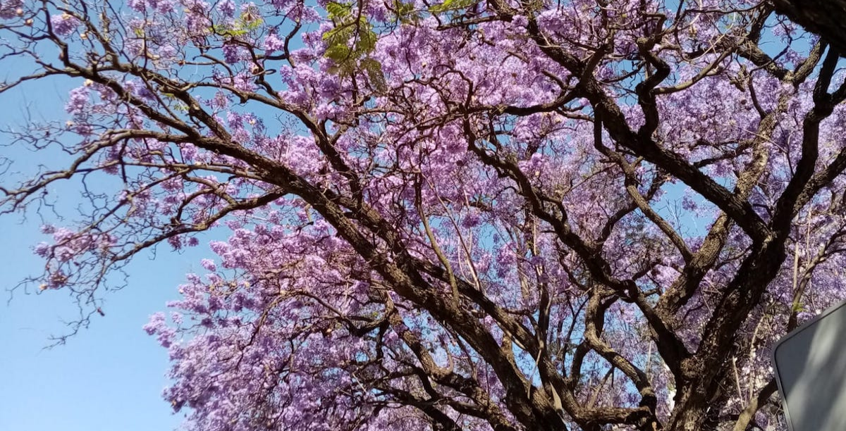 jacarandas em flor foto © Miguel Marujo jacarandas em flor foto © Miguel Marujo