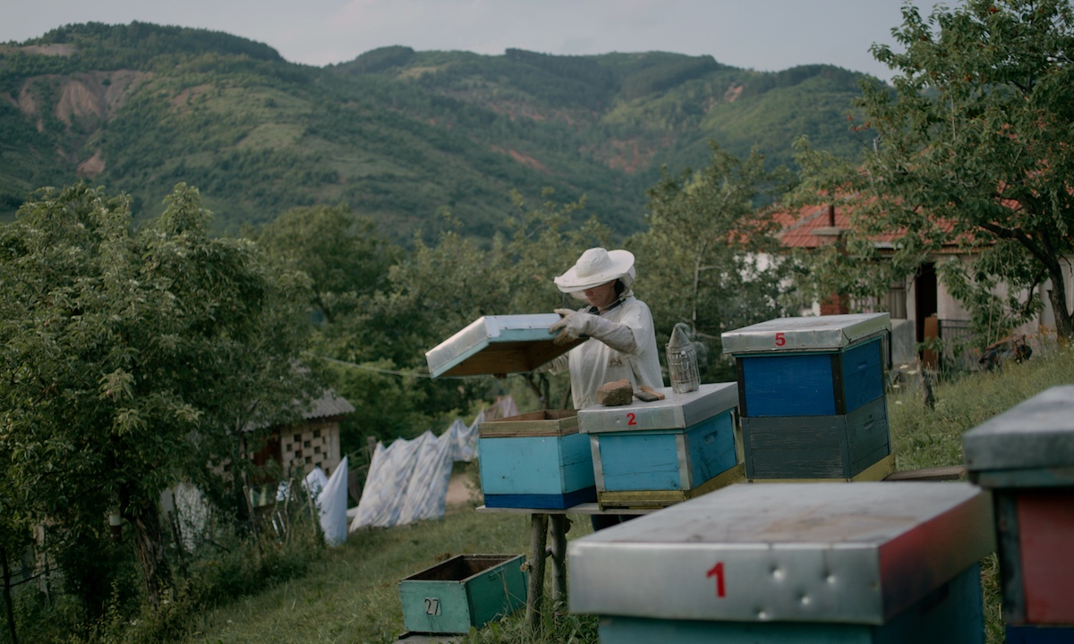 Hive_credits_Alexander-Bloom Colmeia: uma verdadeira graça ver este filme nestes tempos. Foto: Direitos reservados.