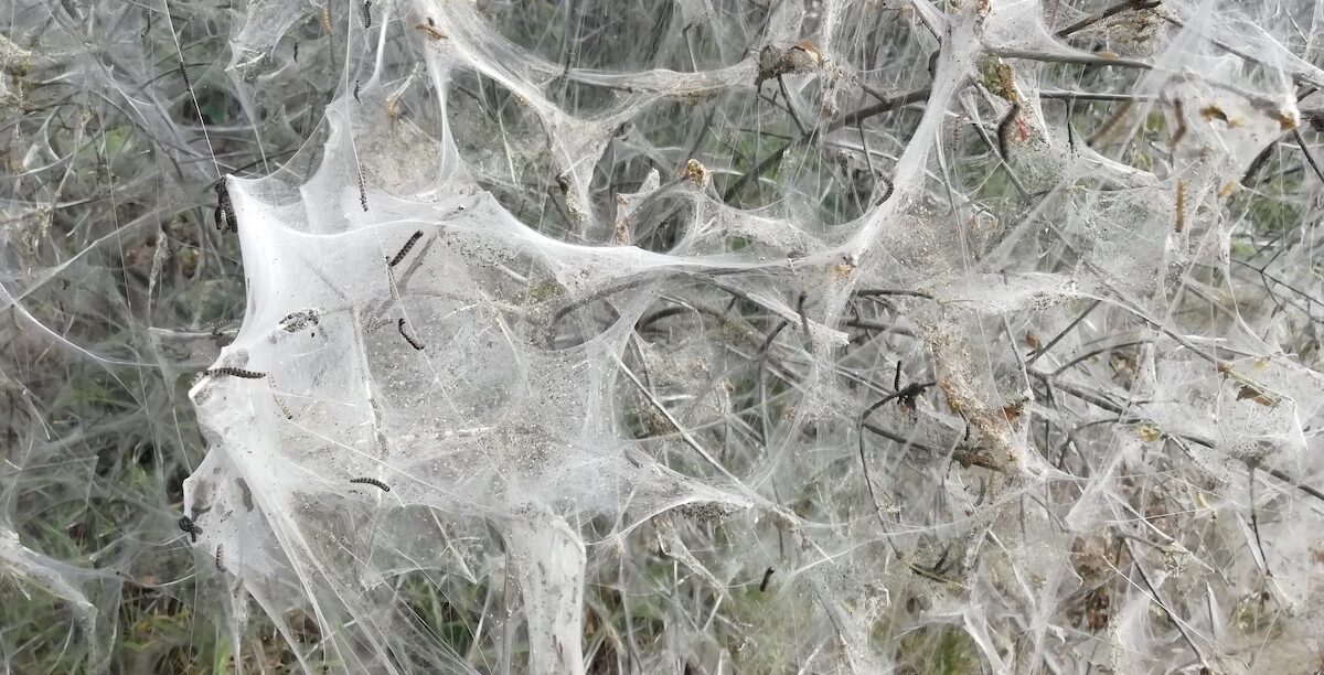 teia de aranha, Inês Patrício teia de aranha, Inês Patrício