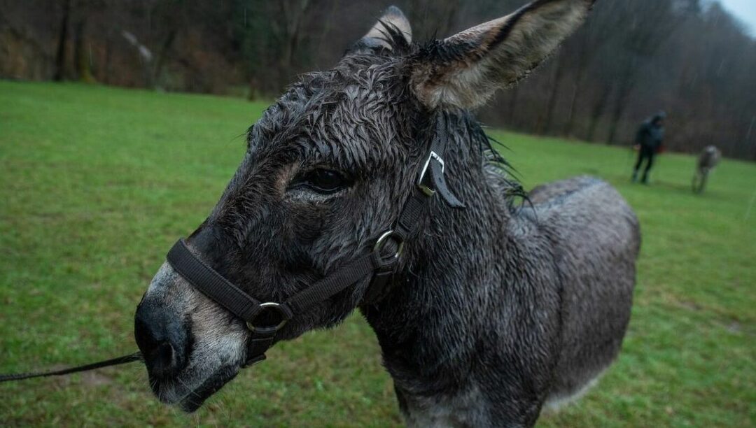 A Via Sacra de um Burro