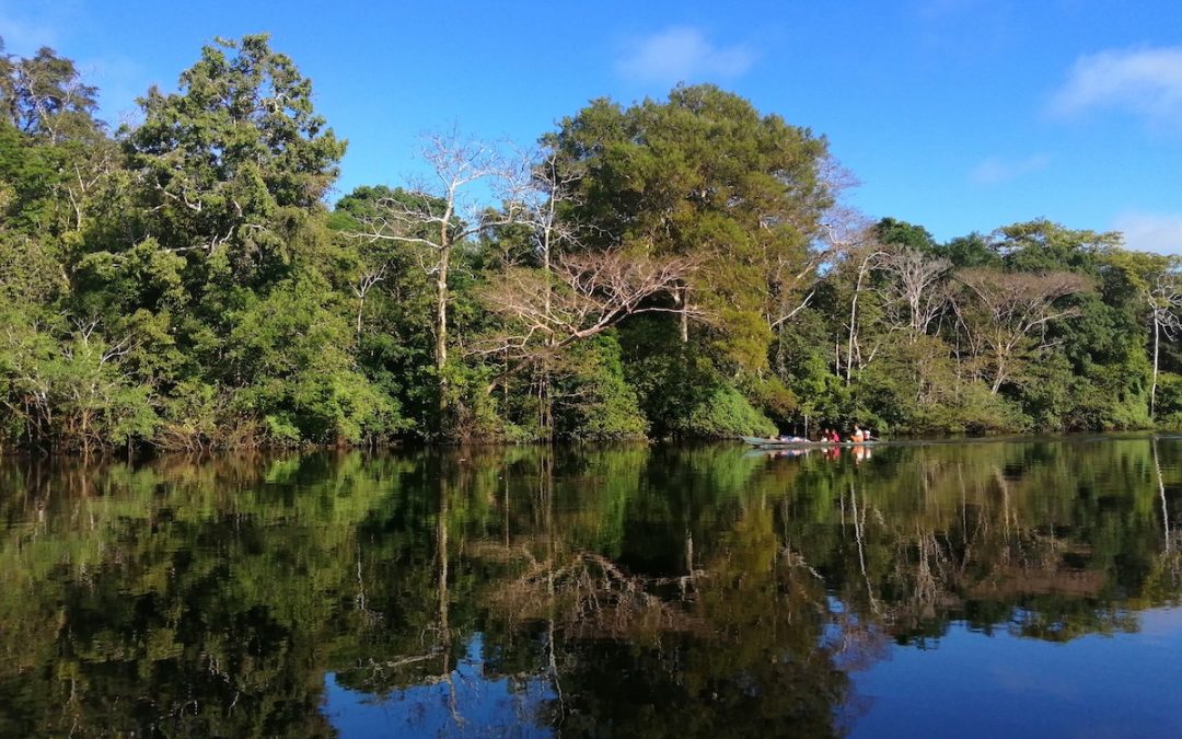 Uma leitura mais “botânica” da Laudato Si’