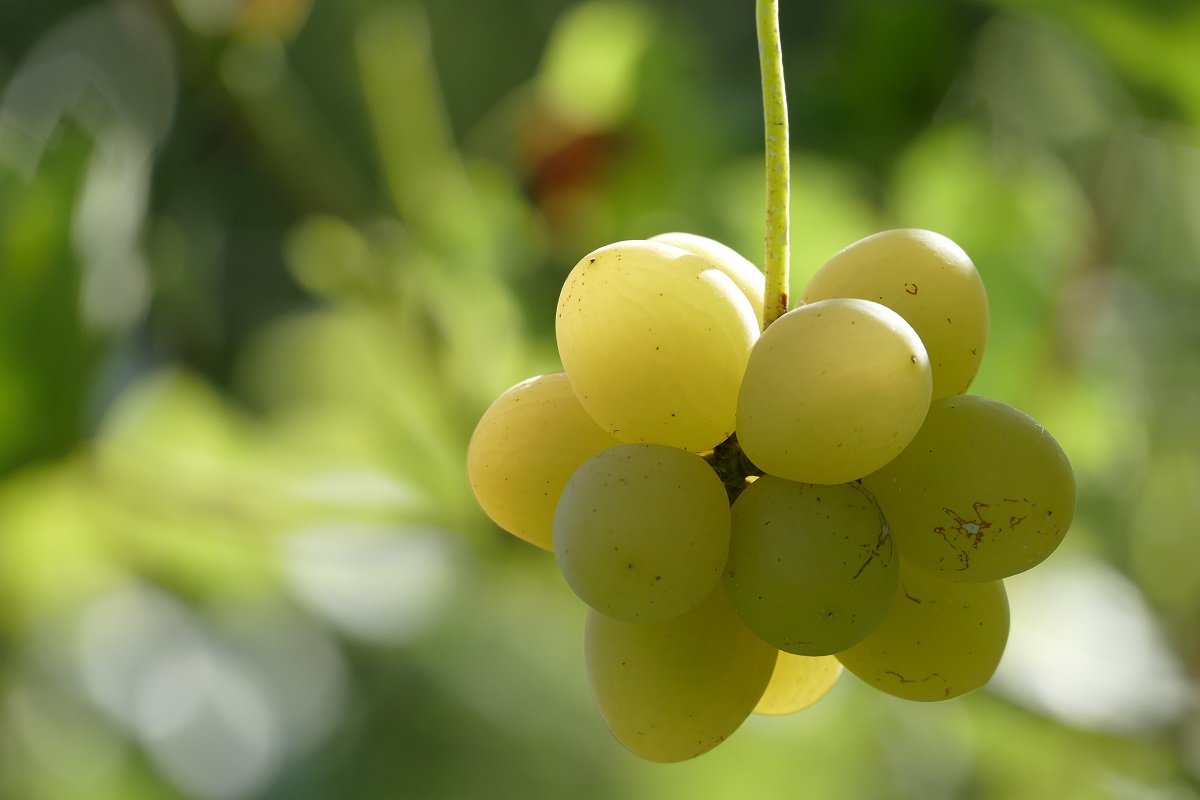 UVAS. Joaquim Félix