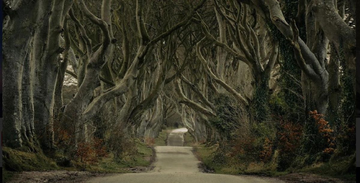 Dark Hedges, Irlanda do Norte. Foto Miguel Cardoso