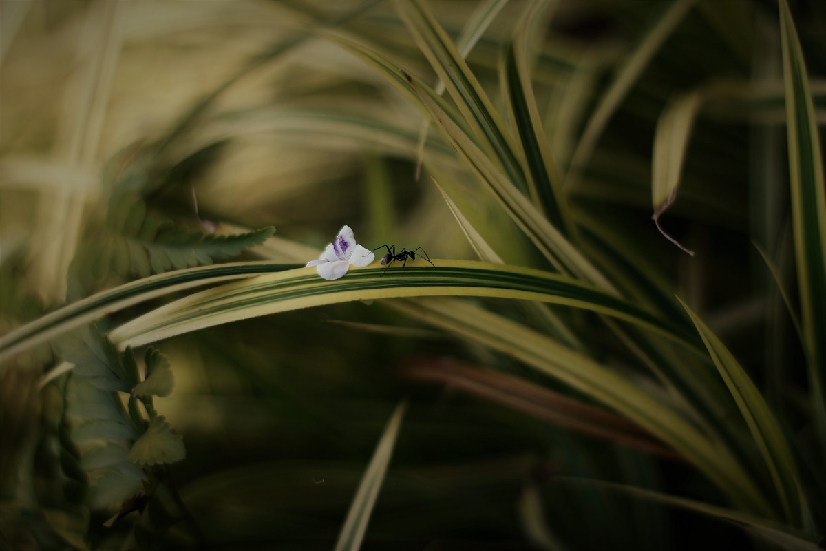 Natureza