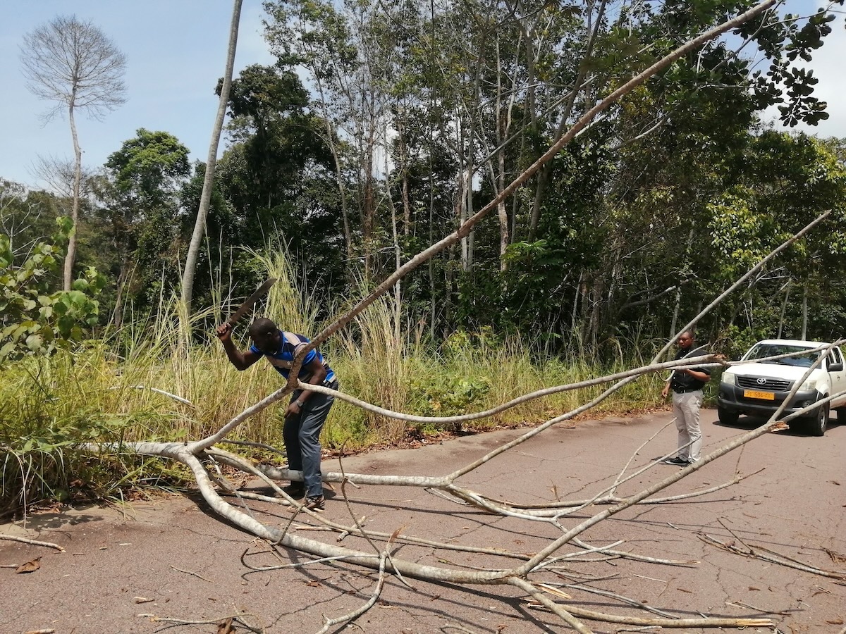 Em plena zona de floresta tropical, todos os dias há derrubes de árvores enormes, sobretudo com o objetivo de exportar. Foto © Tony Neves.