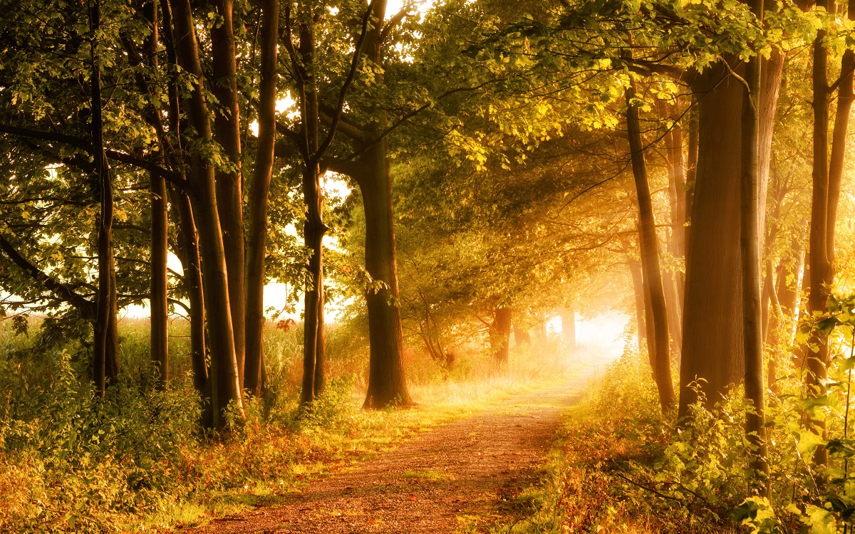 Luz. Floresta