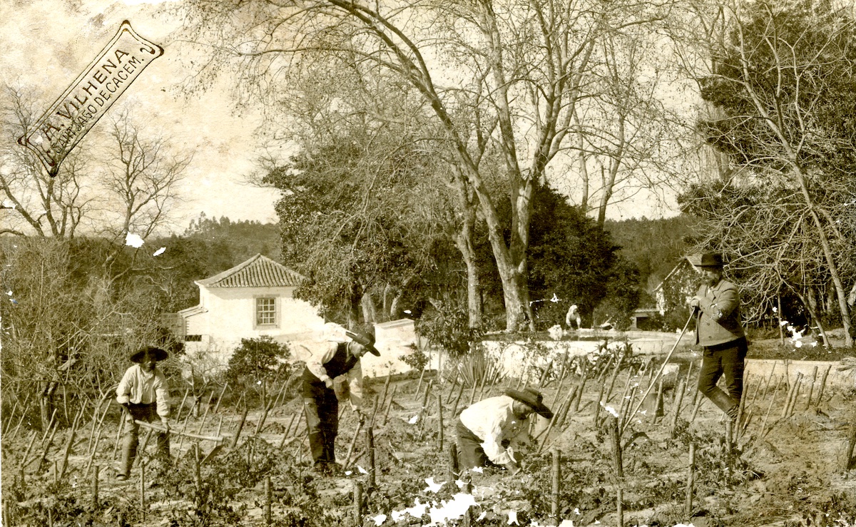 Trabalhos agrícolas na Quinta de Olhos Bolidos, Santiago do Cacém, c. 1900. À esquerda, a casa de regalo, dita “chinesa”; do outro lado, o tanque de cima. Foto © José Benedito Hidalgo de Vilhena, cedida pelo autor do livro.
