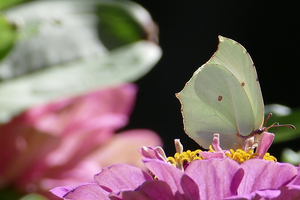 Borboleta