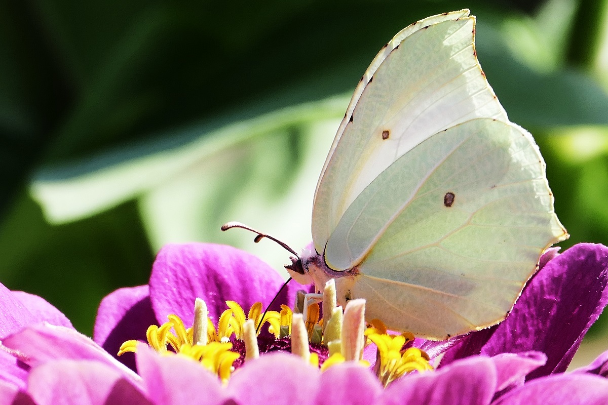 Borboleta