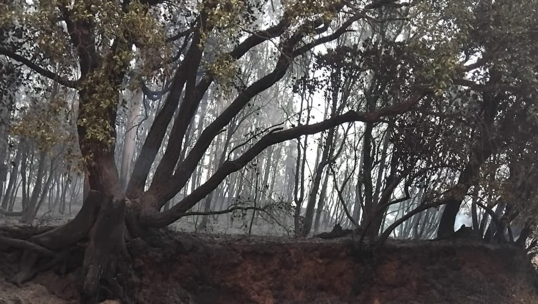 Bispo de Aveiro vai reunir com párocos das zonas incendiadas para lançar campanha de ajuda