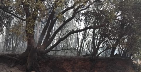 “O país arde, temos de acordar” para garantir uma floresta do futuro Valongo do Vouga, figo, incêndios, casa comum
