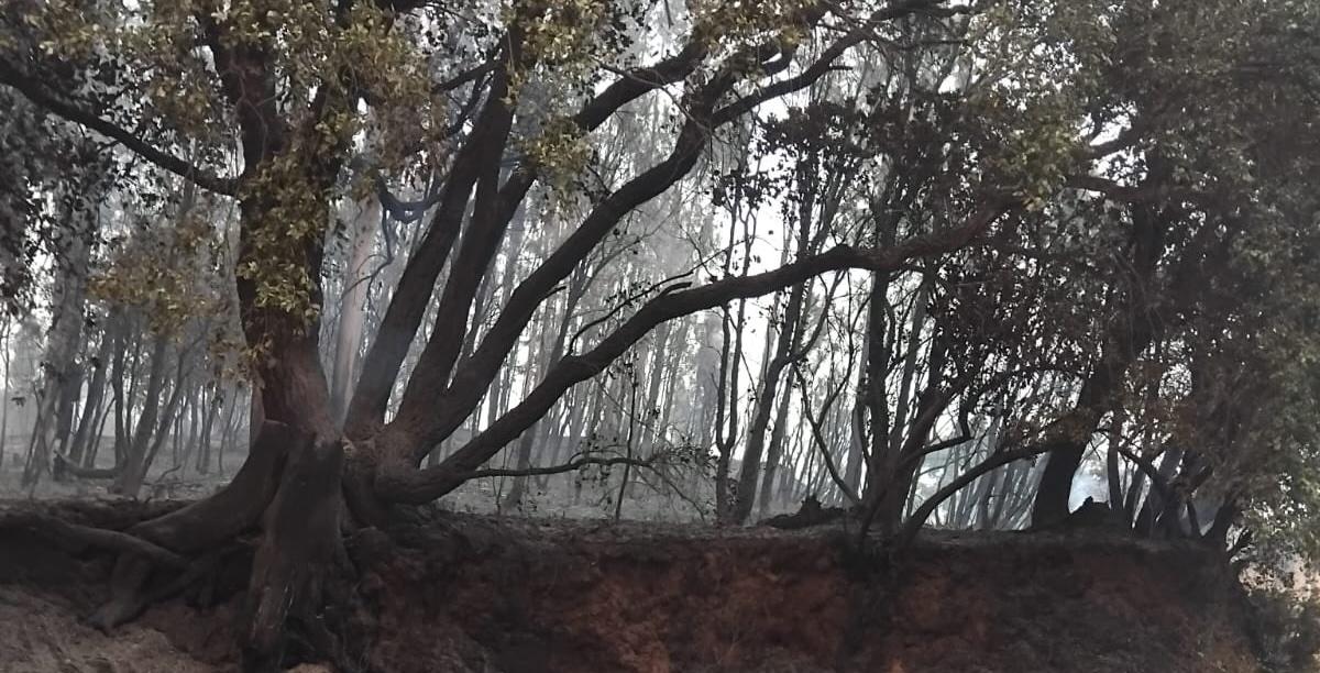 Valongo do Vouga, figo, incêndios, casa comum