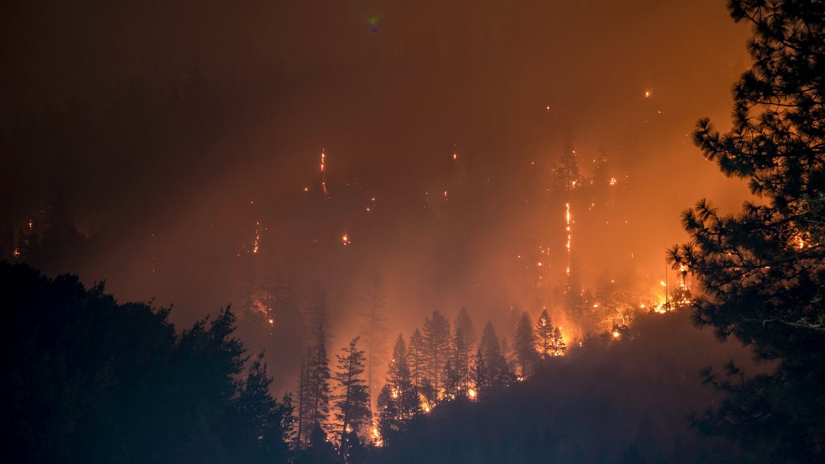 Incêndio. Floresta