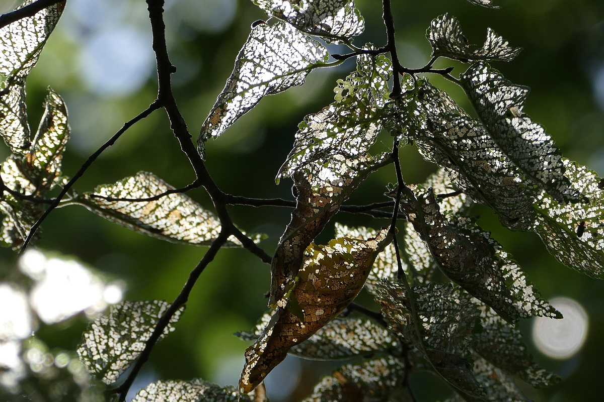 Natureza. Folhas