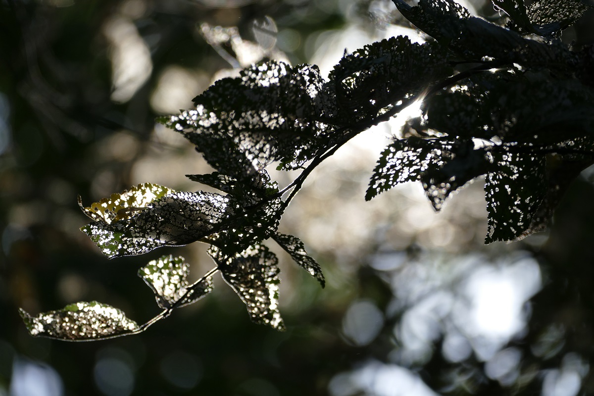 Natureza. Folhas