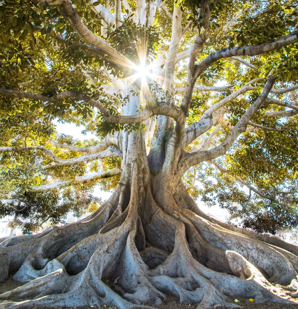 Árvore da vida. Natureza