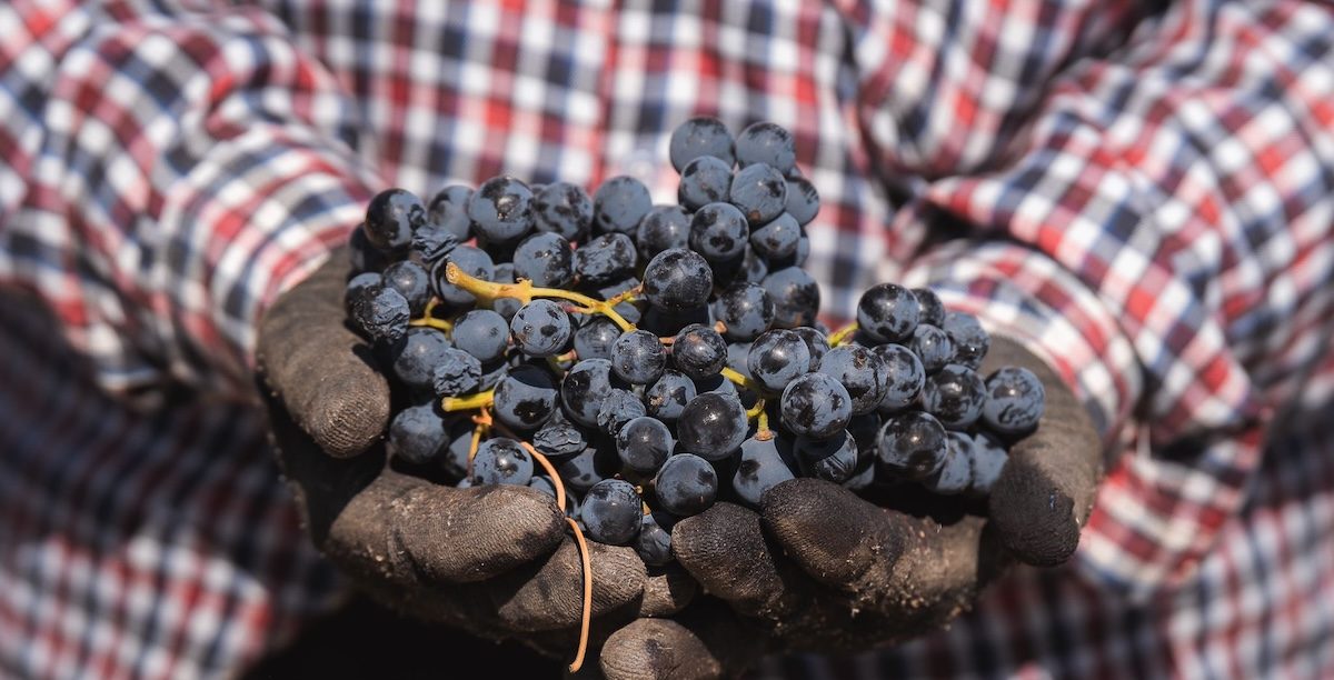 Vindima, uvas, mãos, Pedro Benino