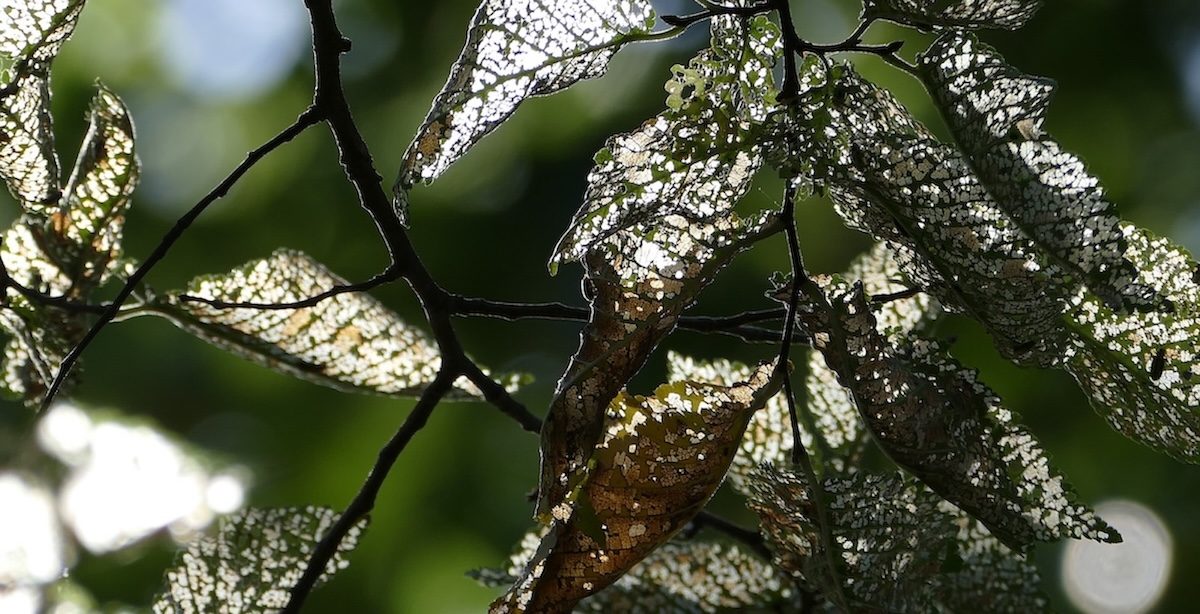 Natureza. Folhas Natureza. Folhas