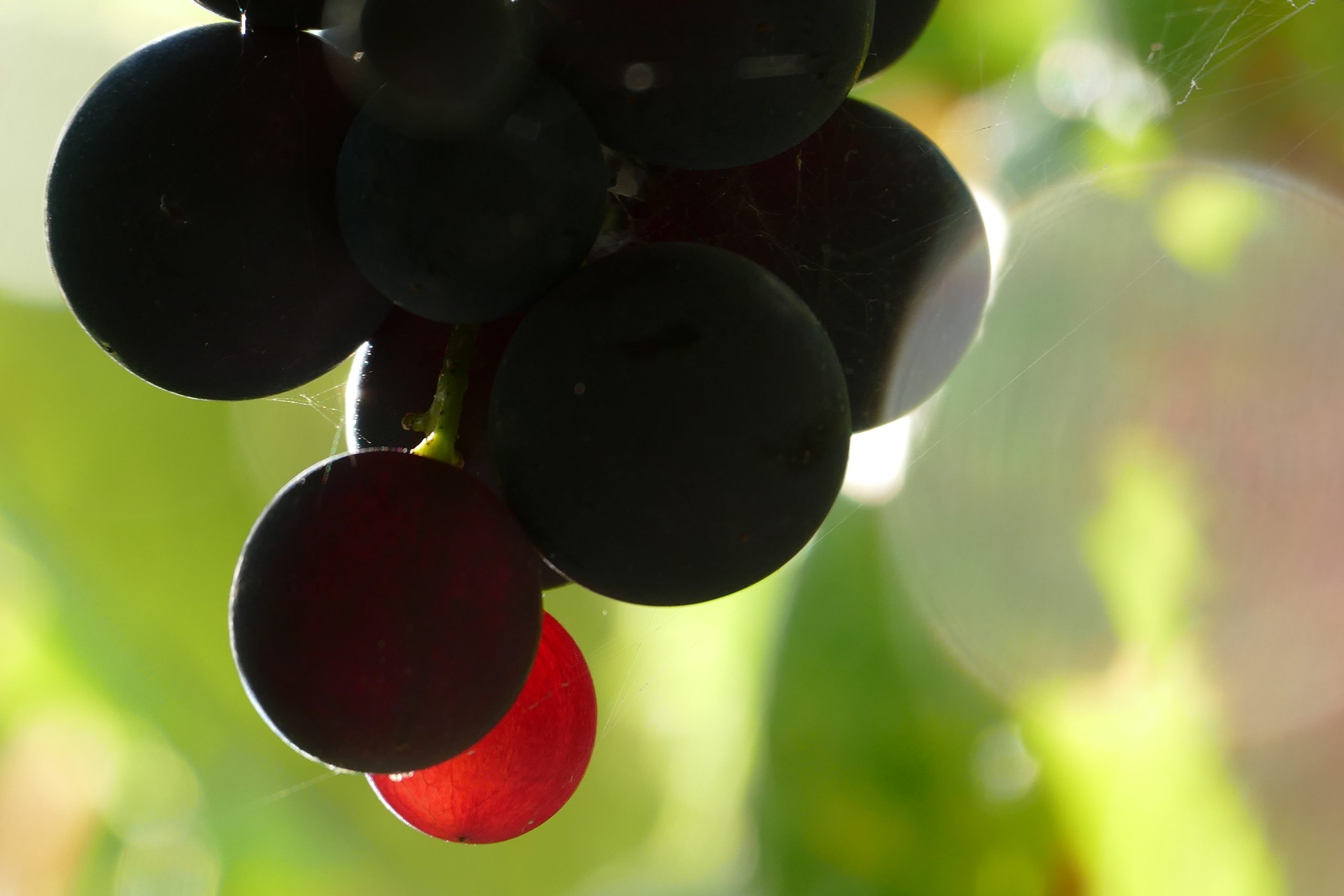[Nem se apanham uvas das sarças © fotografia: Joaquim Félix]