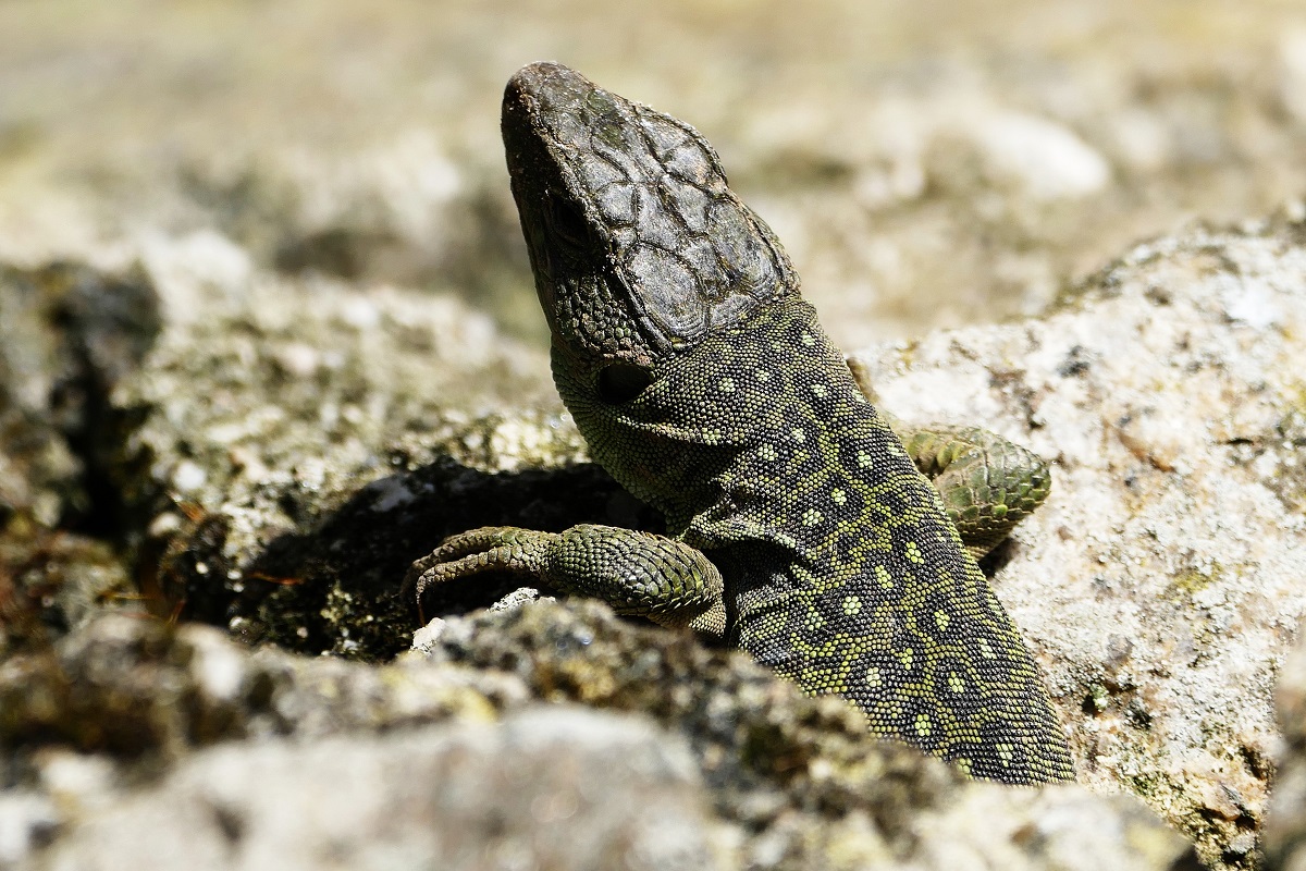 Lagarto
