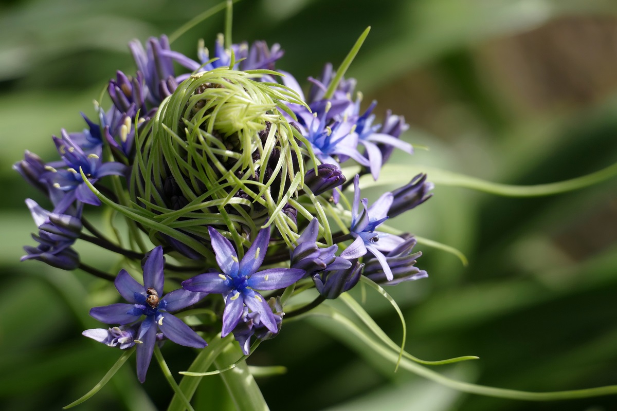Scilla peruviana