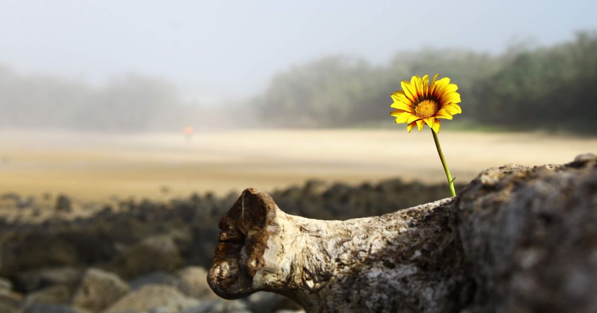 Uma flor nasce entre as pedras. Foto Cody Doevendans Uma flor nasce entre as pedras. Foto Cody Doevendans